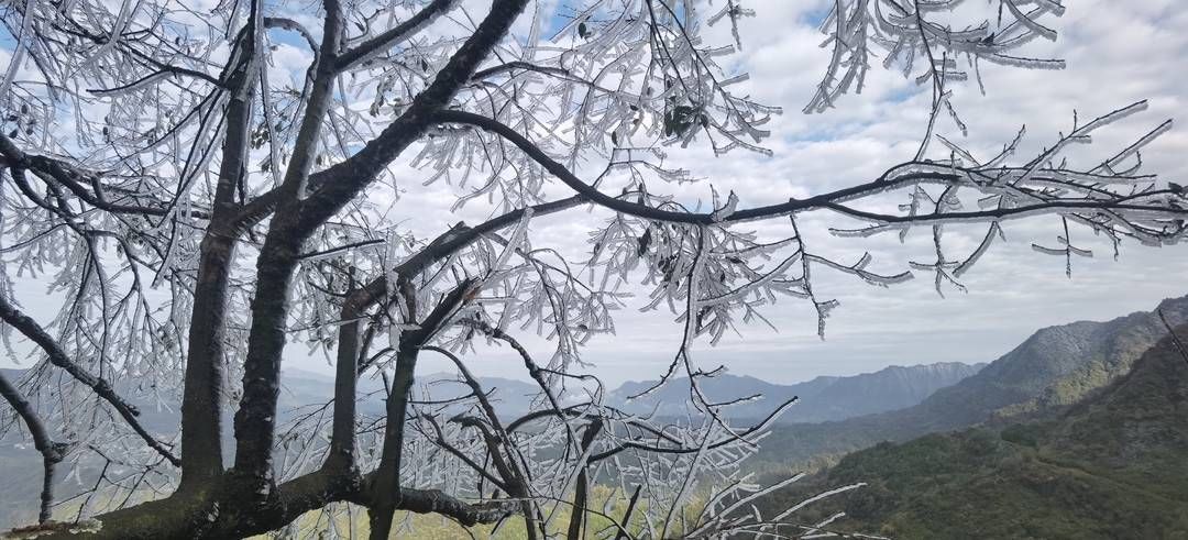 黄荆|美出新境界 四川古蔺黄荆老林立冬雪后现雾凇奇观