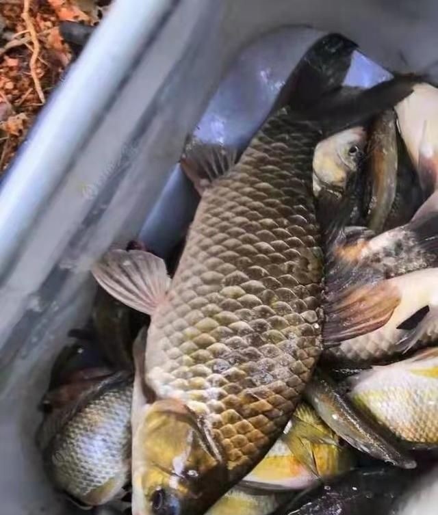 饵料|夏天大板鲫都藏在这些地方,方法用对就可以钓到