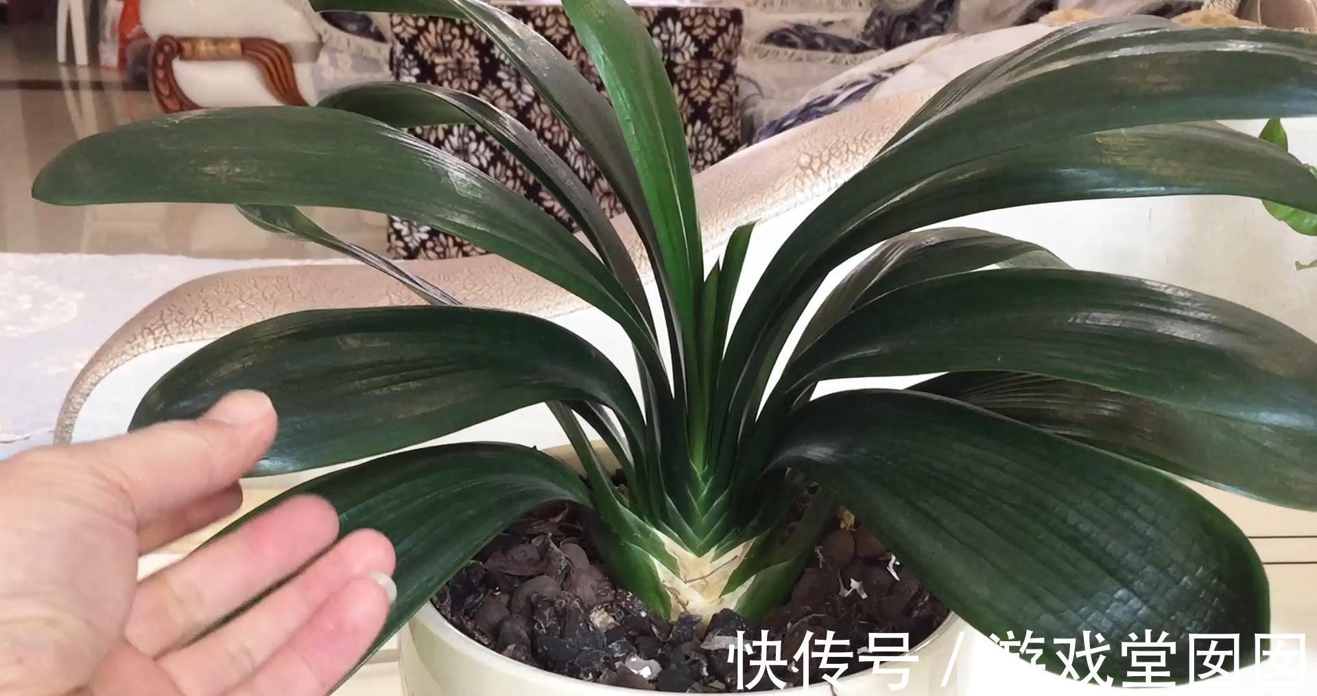 蝴蝶兰|大蒜小米辣养兰花,杀虫杀菌,刺激根部生长,救烂根蝴蝶兰