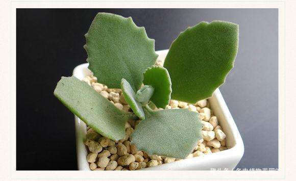 多肉中的呆萌代表,千兔耳这样养护