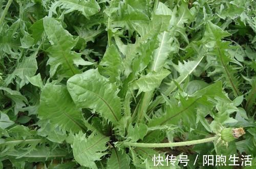 糖尿病|一旦查出糖尿病，工资少也要吃“它”，助你稳定血糖不上升