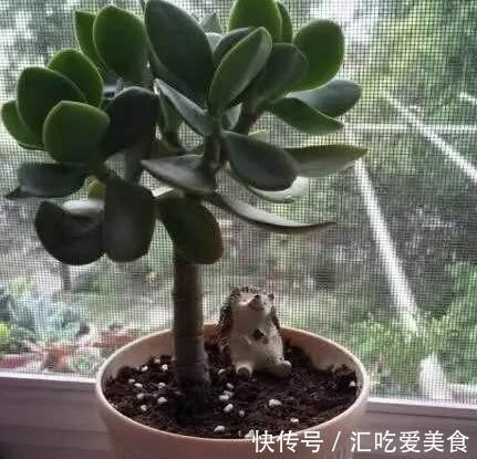 老花农养玉树20年,只做对5点,枝干粗壮,每年都开花