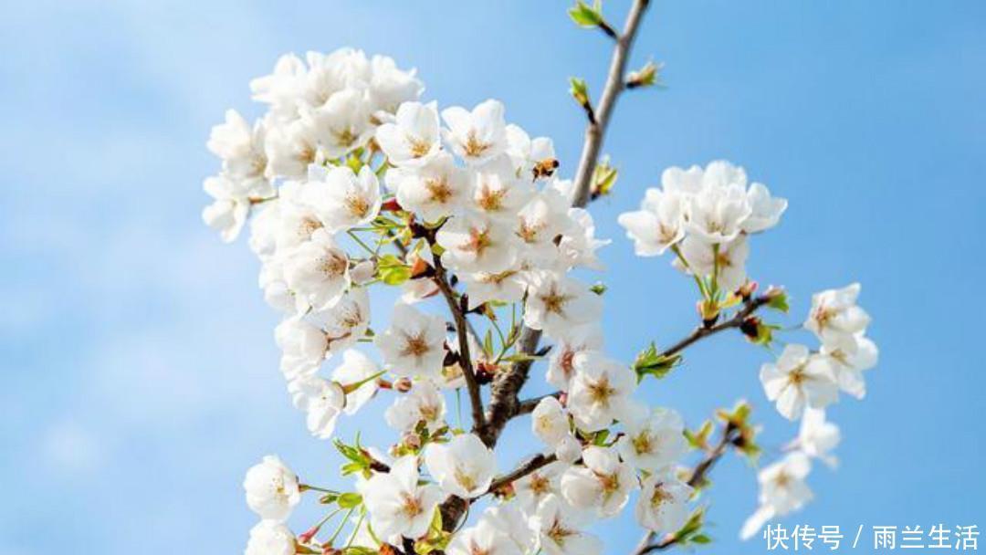 变法|王安石一首比较冷门的诗,很多人可能没有读过,但是同样写得很美