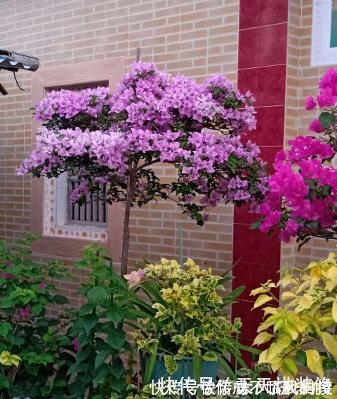 阳台庭院养上三种花,风景美如画,天天置身于花海里
