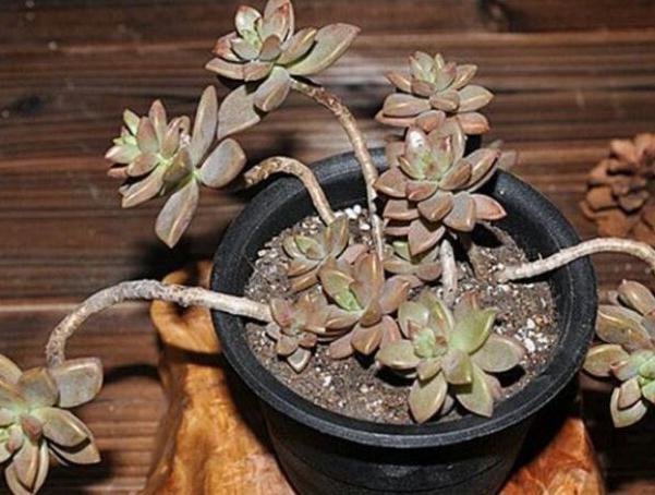 冬季养多肉怎么浇水好,什么情况下需要断水,3个方法解决