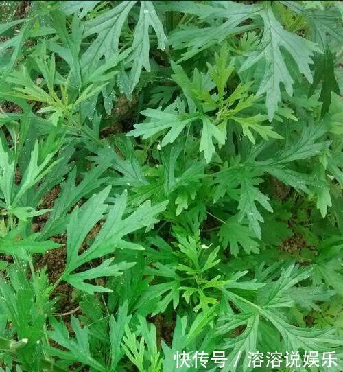 常用艾草泡脚，身体收获三个好处，但泡脚要注意时间，不能饭前泡