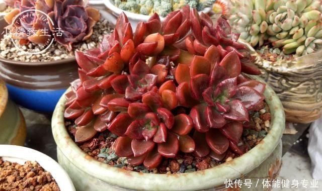 多肉植物上色,需要4个条件,你的肉肉没上色,是没用对方法!