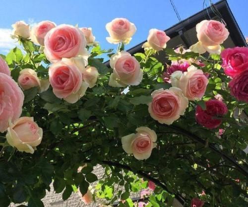 好养|号称开花机器的4种花,能开花一整年,好看又好养,室内也能栽