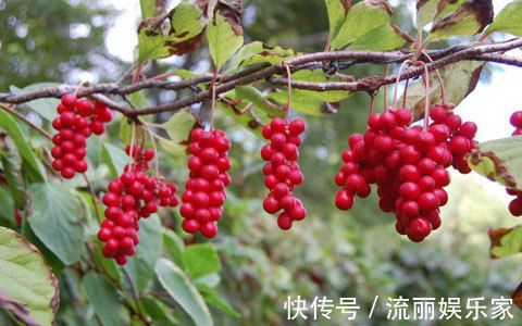 生脉|真正的心脏保护伞!既能治病,又能防病,一用就有精气神!