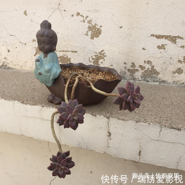 新手|公认的叶插能力很强的10种多肉,新手放心养,轻松变成多肉大户