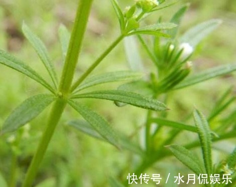 杂草|田里的恶性杂草，猪食用会“病倒”，却是上好野菜，入药用途广泛