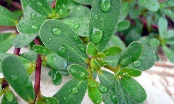 食物|女人想皮肤好,学会吃4种食物,排毒消脂,有祛雀斑,增强抵抗力