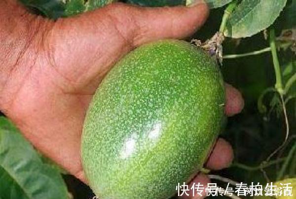 荷花|天然的“安眠药”找到了, 每晚来一口, 镇静安神, 可能让你“沾床就睡”!