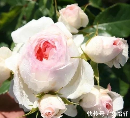 品种|100个月季品种，千姿百态，每个都很漂亮，图名并茂，值得收藏