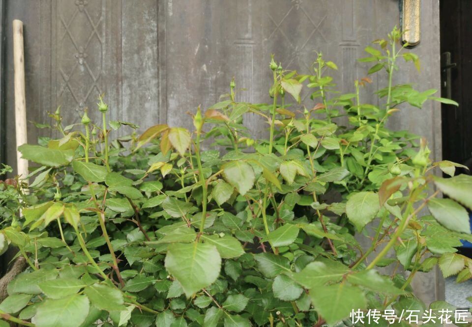 养月季“舍得剪”，才能看到更漂亮的花，这3种枝条、花苞都要剪