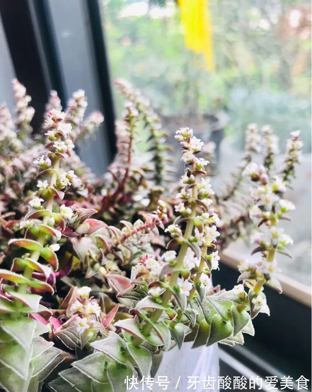 1个盆里塞800棵多肉,鼓到爆炸,看都不敢看