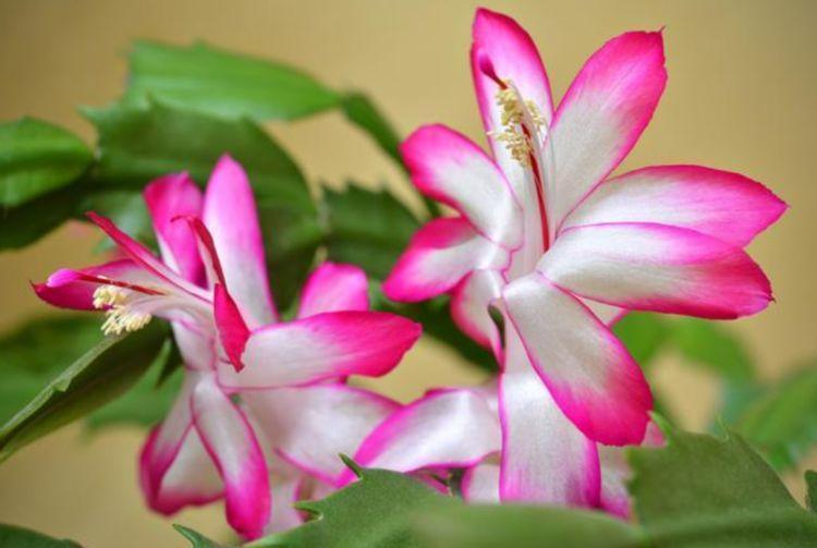 蟹爪兰|4种花被称为开花劳模,365天开花不断,每天都有花赏