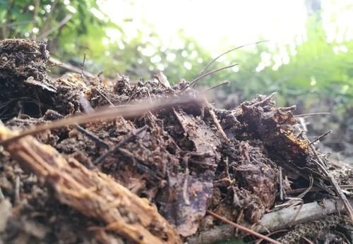 营养土的自制方法，兰友说：这样就简单了，明天开始做