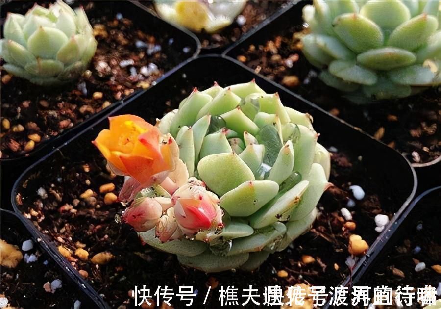 多肉叶片发软，多是这4个原因在搞鬼，这么改善让叶子坚挺有光泽