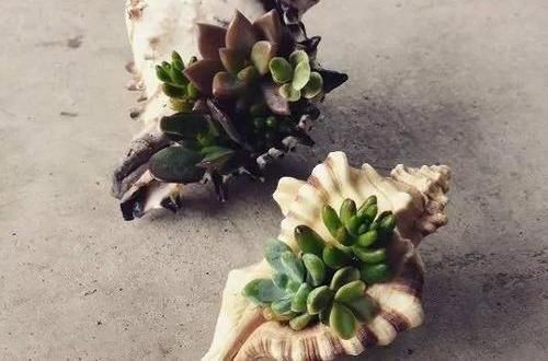 养花|除了花盆之外,这些东西也是绝佳的养花神器,你用过吗?