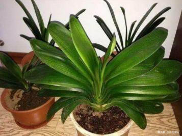 植物油|君子兰是个“小油鬼”,6个月吃一次,叶子宽大,花也多