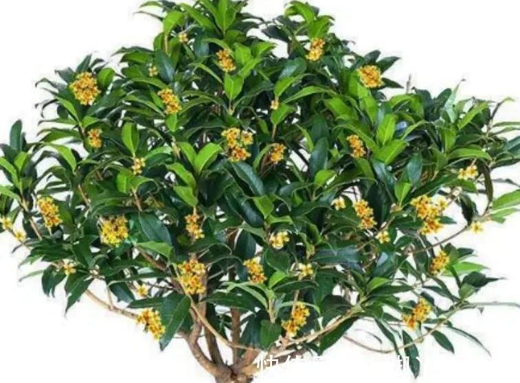 哇塞,6种不怕的漂亮花,天越冷越开花,花大色艳