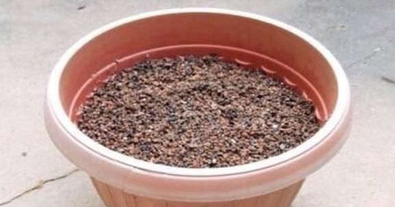 君子兰萎靡不振该怎么办？用完这3样肥料，植株马上变精神