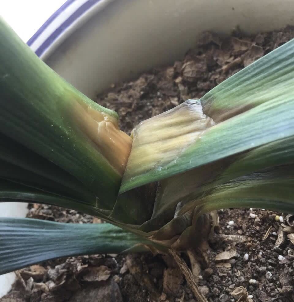 养花遇到这3种情况,该给花草换土了,注意这些细节