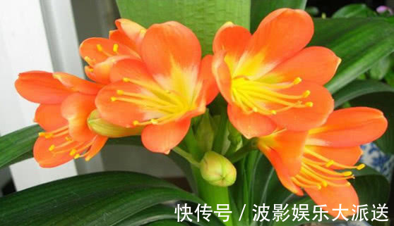 悄悄告诉你，养护君子兰有个“小秘密”，叶片油绿，年年开花不断