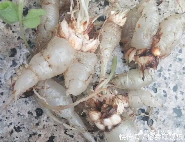 这种植物的根很特别,以前吃过酸酸的,里面带点甜味!