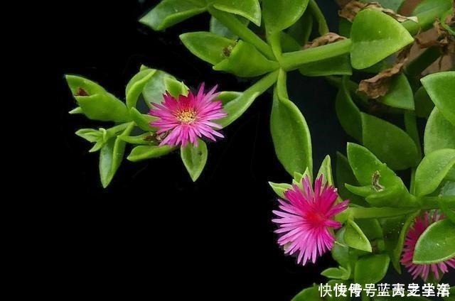 观赏性|吊兰扔了吧,养这4种“高颜值”的吊兰,咋看也看不够!