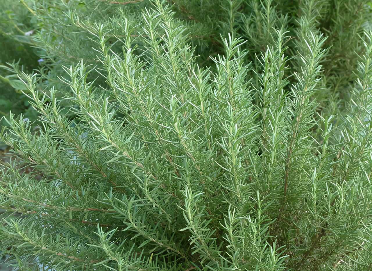 自带“体香”的盆栽，家里养一盆，四处清香，好吃又好养