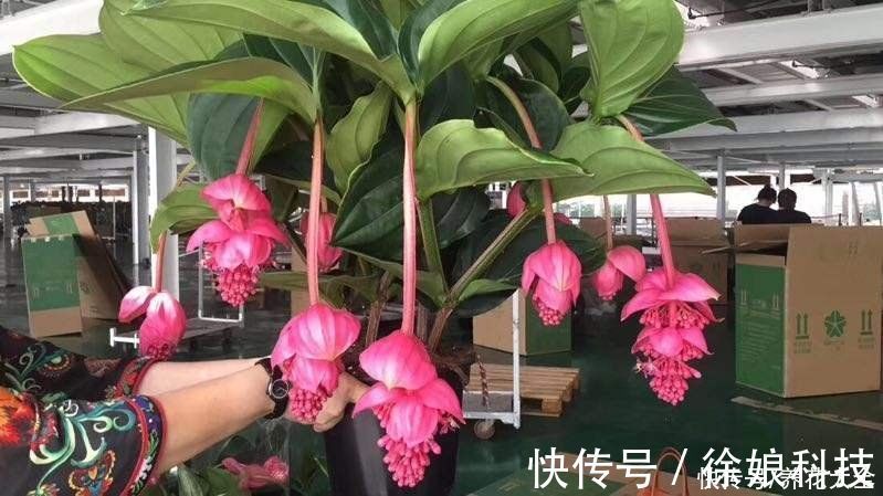 高山杜鹃|4种花贵气十足,养在家里有格调,等我有钱了一定要买