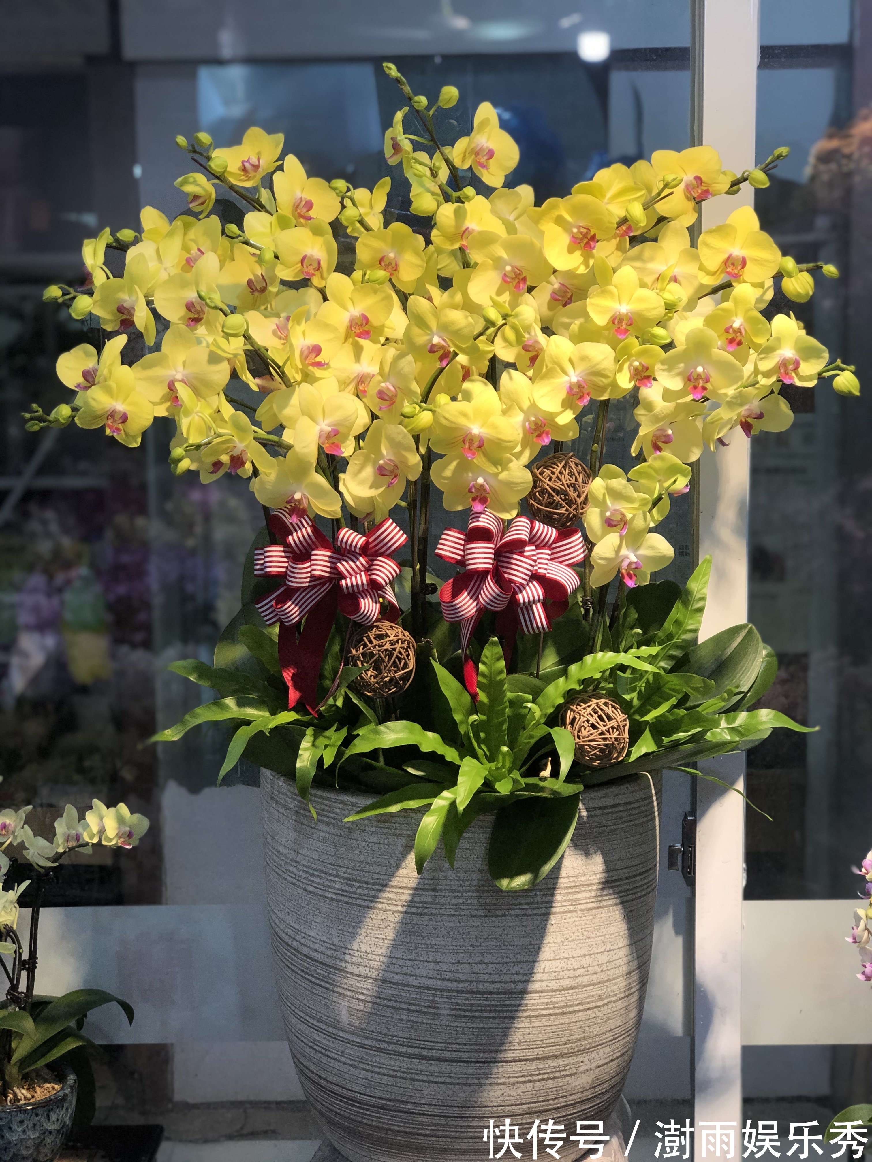 13种“阴冷花”,客厅没光照,长得更旺,越晒越难看