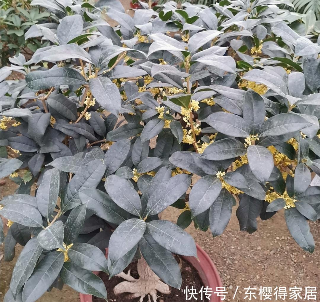 枝叶|养桂花,叶子发黄长不旺,用上“2种肥”,长得枝叶繁茂
