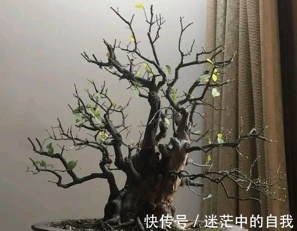 修剪|雀梅被誉为“镇宅树”，春夏养长得比冬日快1倍，制成盆景超值