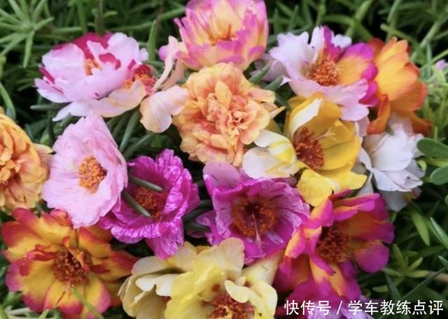 茉莉花、太阳花开花少，“2勺它”浇盆里，17天冒出“花骨朵”！