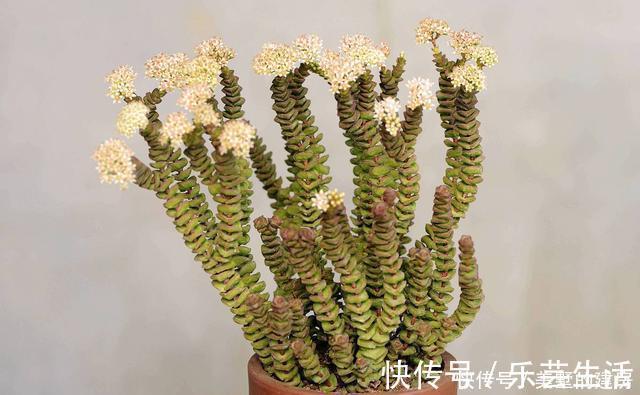 多肉植物|多肉界的招财树,还寓意着财源滚滚,好运连连,看它怎么养护