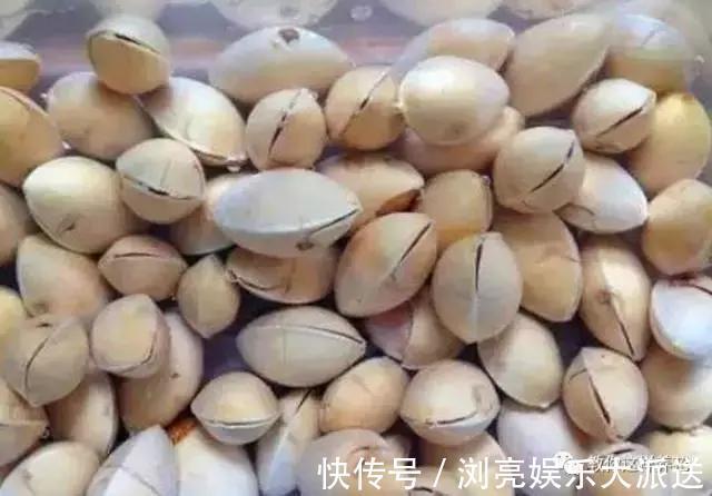 小苗|银杏还在买树上摘几粒种子丢盆里，洒点水，2周长成小苗！