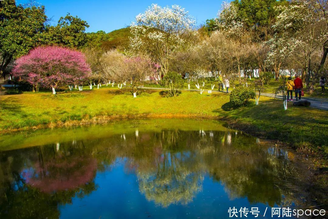 老年|阳春三月，最美不过“水中花”，这样的风景你注意过吗？