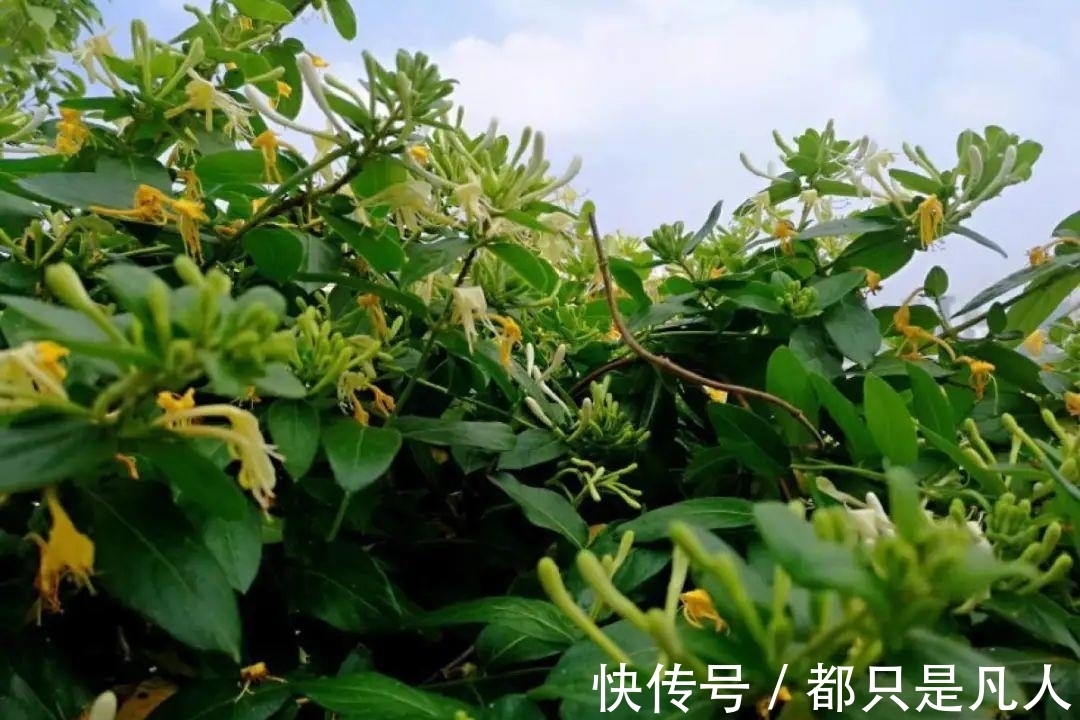 “寿命长”的10种花,寓意好,格调高,老人见了眉开眼笑!