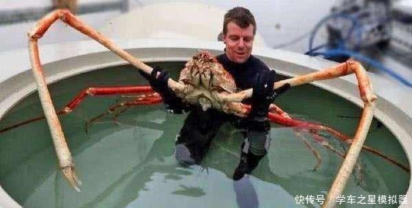 美国 蟹王 入侵日本 体重可达公斤 鲨鱼也不是它的对手 快资讯 美国 蟹王 入侵日本 体重可达公斤 鲨鱼也不是它的对手 快资讯