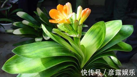 养君子兰,3个小绝招,招招都管用,叶子油绿,开花爆盆不是事