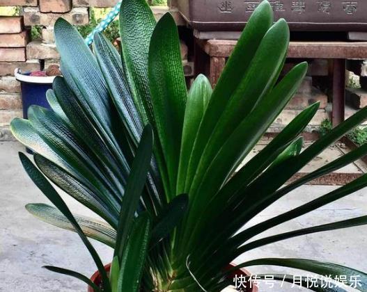 此种“好东西”,给君子兰“喂1点”,冒出“大花苞”,花期长!