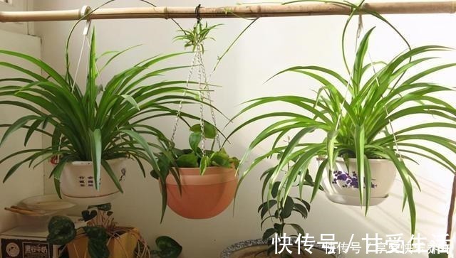 花友|这“三种花”遇水易疯长，“寓意好”吸甲醛净空气，家人少生病！