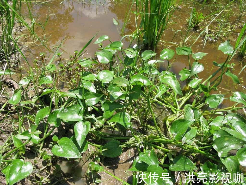 营养|水田边的一种“竹叶”,过去常用来喂猪,营养好,如今成稀罕野菜