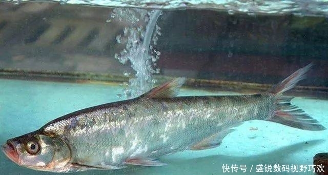 五一小长假想钓鱼?安排,我将告诉你这个假期什么鱼最好钓