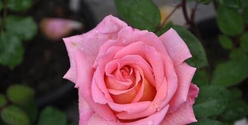  分享|分享10种大花月季，每一款开花鲜艳，香味清新，美翻了