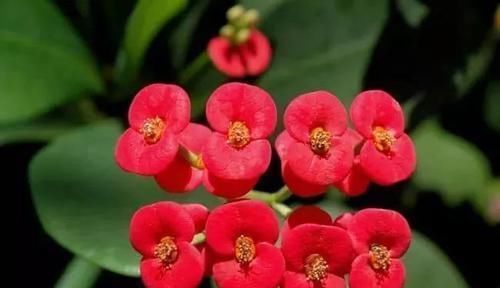 龙舌兰|这些特耐旱的盆栽植物,养室内干旱几周都不会挂