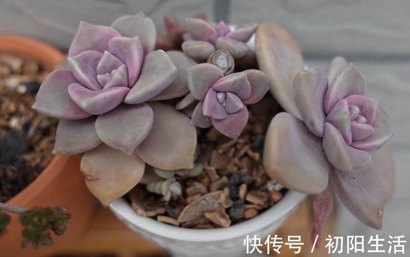 诀窍|养多肉,若想茎叶肥美,速成老桩,该掌握哪些诀窍?